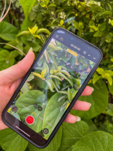 How to use AF Lock on iPhone camera